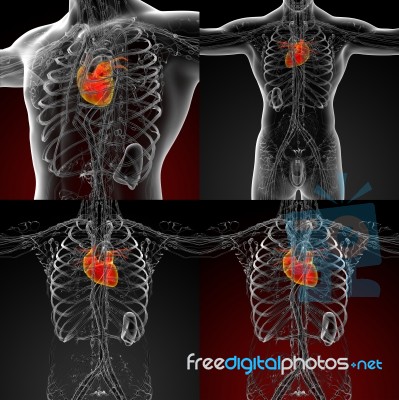 3d Rendering Medical Illustration Of The Human Heart Stock Image