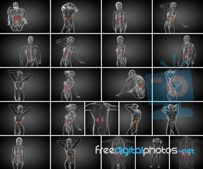 3d Rendering Medical Illustration Of The Human Kidney Stock Image