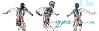 3d Rendering Medical Illustration Of The Human Larg Intestine Stock Image