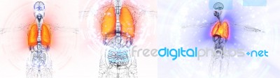 3d Rendering Medical Illustration Of The Human Lung Stock Image