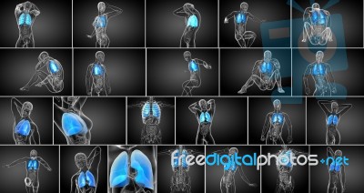 3d Rendering Medical Illustration Of The Human Lung Stock Image