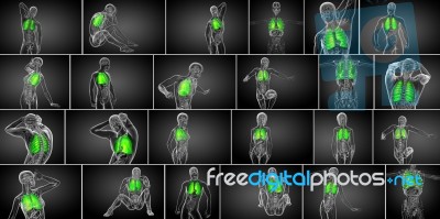 3d Rendering Medical Illustration Of The Human Lung Stock Image