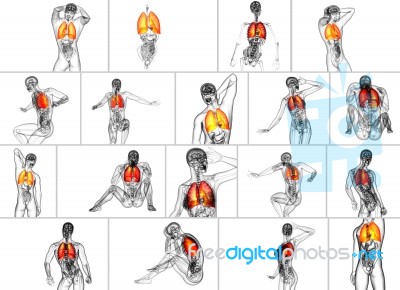 3d Rendering Medical Illustration Of The Human Lung Stock Image