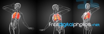 3d Rendering Medical Illustration Of The Human Lung Stock Image