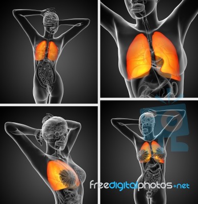 3d Rendering Medical Illustration Of The Human Lung Stock Image