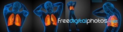 3d Rendering Medical Illustration Of The Human Lung Stock Image