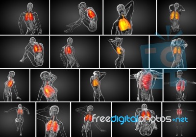 3d Rendering  Medical Illustration Of The Human Respiratory Syst… Stock Image