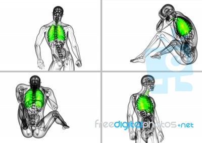 3d Rendering Medical Illustration Of The Human Respiratory Syste… Stock Image