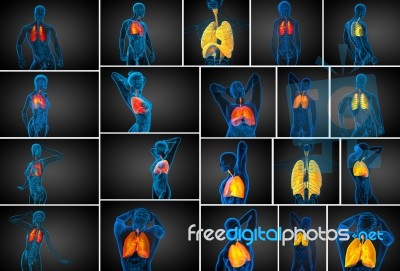 3d Rendering Medical Illustration Of The Human Respiratory Syste… Stock Image