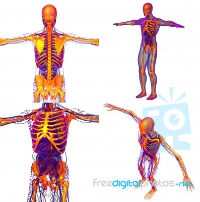 3d Rendering Medical Illustration Of The Human Skeleton Stock Image