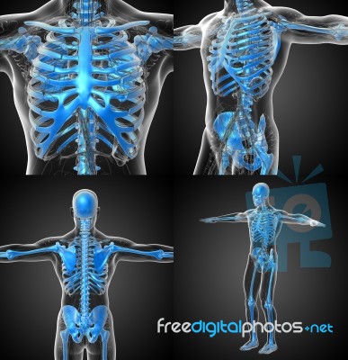 3d Rendering Medical Illustration Of The Human Skeleton Stock Image