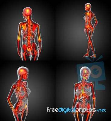 3d Rendering Medical Illustration Of The Human Skeleton Stock Image