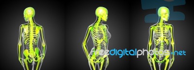 3d Rendering Medical Illustration Of The Human Skeleton Stock Image