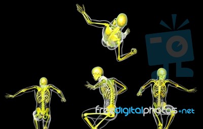 3d Rendering Medical Illustration Of The Human Skeleton Stock Image