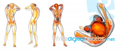 3d Rendering Medical Illustration Of The Human Skeleton Stock Image