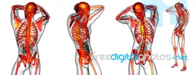 3d Rendering Medical Illustration Of The Human Skeleton Stock Image