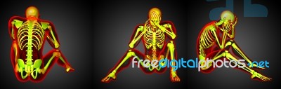 3d Rendering Medical Illustration Of The Human Skeleton Stock Image