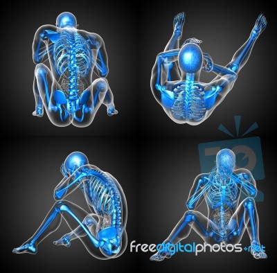 3d Rendering Medical Illustration Of The Human Skeleton Stock Image