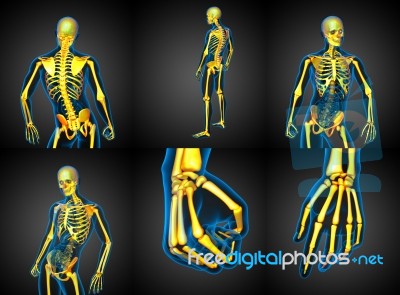 3d Rendering Medical Illustration Of The Human Skeleton Stock Image