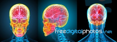 3d Rendering Medical Illustration Of The Human Skull Stock Image