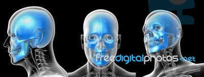 3d Rendering Medical Illustration Of The Human Skull Stock Image