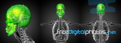 3d Rendering Medical Illustration Of The Human Skull Stock Image