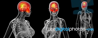 3d Rendering Medical Illustration Of The Human Skull Stock Image