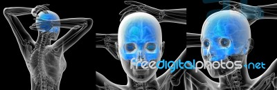 3d Rendering Medical Illustration Of The Human Skull Stock Image