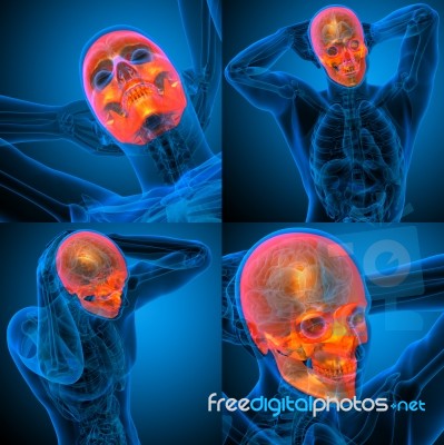 3d Rendering Medical Illustration Of The Human Skull Stock Image