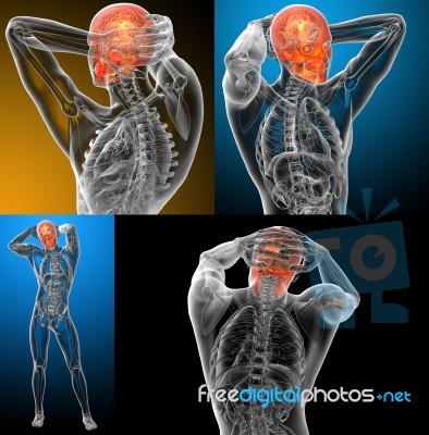 3d Rendering Medical Illustration Of The Human Skull Stock Image