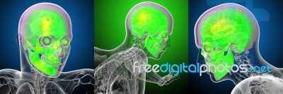 3d Rendering Medical Illustration Of The Human Skull Stock Image