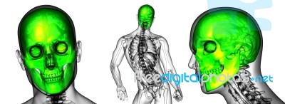 3d Rendering Medical Illustration Of The Human Skull Stock Image