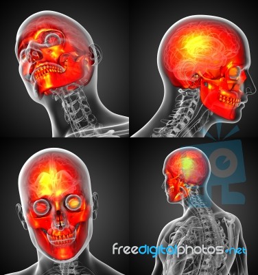 3d Rendering Medical Illustration Of The Human Skull Stock Image