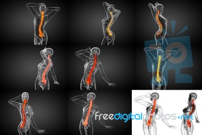 3d Rendering Medical Illustration Of The Human Spine Stock Image