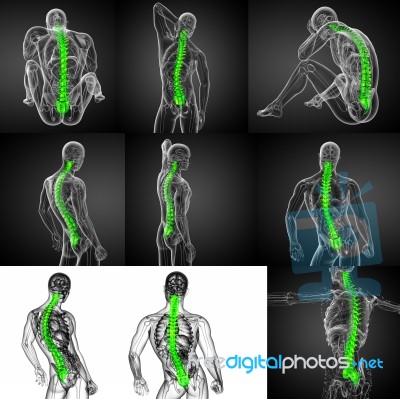 3d Rendering Medical Illustration Of The Human Spine Stock Image