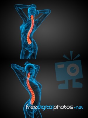 3d Rendering Medical Illustration Of The Human Spine Stock Image