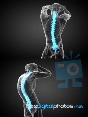 3d Rendering Medical Illustration Of The Human Spine Stock Image