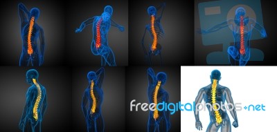 3d Rendering Medical Illustration Of The Human Spine Stock Image