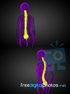 3d Rendering Medical Illustration Of The Human Spine Stock Image