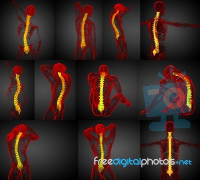 3d Rendering Medical Illustration Of The Human Spine Stock Image