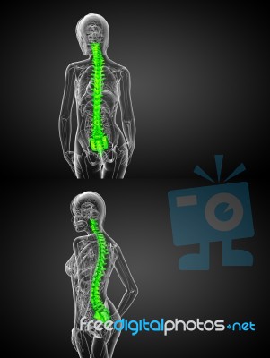 3d Rendering Medical Illustration Of The Human Spine Stock Image