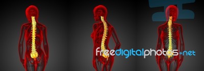 3d Rendering Medical Illustration Of The Human Spine Stock Image