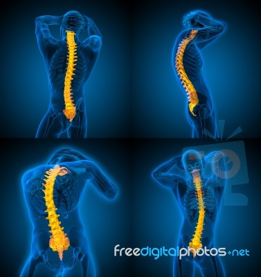 3d Rendering Medical Illustration Of The Human Spine Stock Image