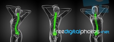 3d Rendering Medical Illustration Of The Human Spine Stock Image