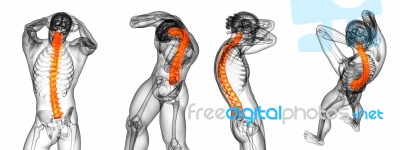 3d Rendering Medical Illustration Of The Human Spine Stock Image