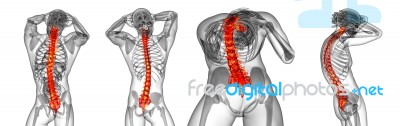 3d Rendering Medical Illustration Of The Human Spine Stock Image