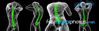 3d Rendering Medical Illustration Of The Human Spine Stock Image