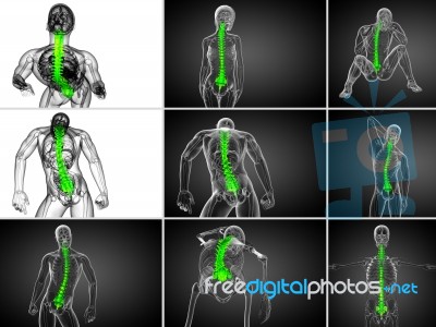 3d Rendering  Medical Illustration Of The Human Spine Stock Image