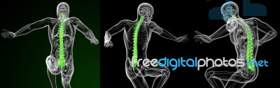 3d Rendering Medical Illustration Of The Human Spine Stock Image