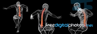 3d Rendering Medical Illustration Of The Human Spine Stock Image